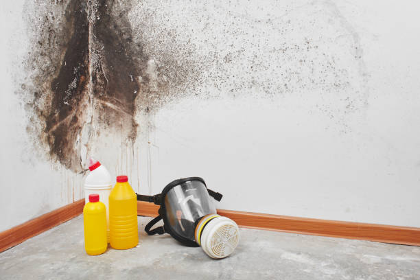 Crawl Space Mold Removal in Ashland, NJ