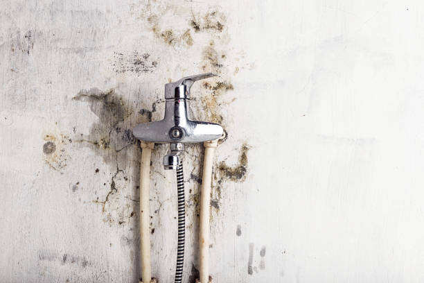 Best Mold Remediation  in Ashland, NJ