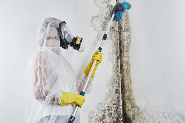 Best Office Mold Removal Services  in Ashland, NJ