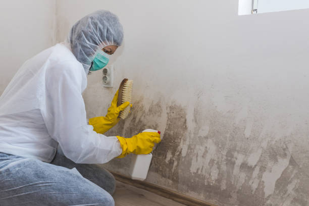 Best Professional Mold Removal  in Ashland, NJ