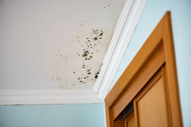 Best Attic Mold Removal  in Ashland, NJ