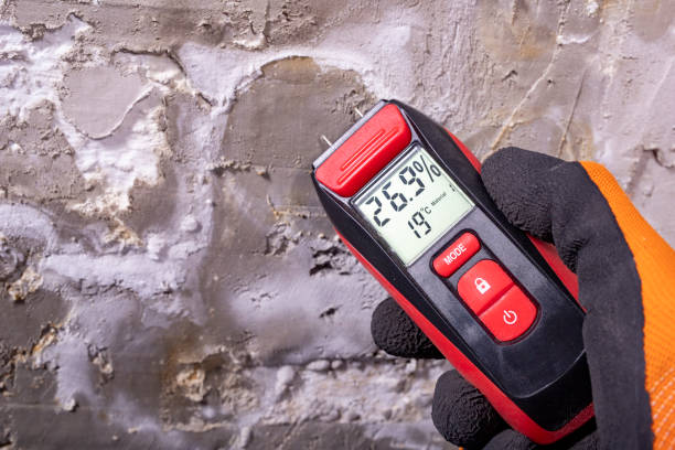 Best Local Mold Removal Service  in Ashland, NJ