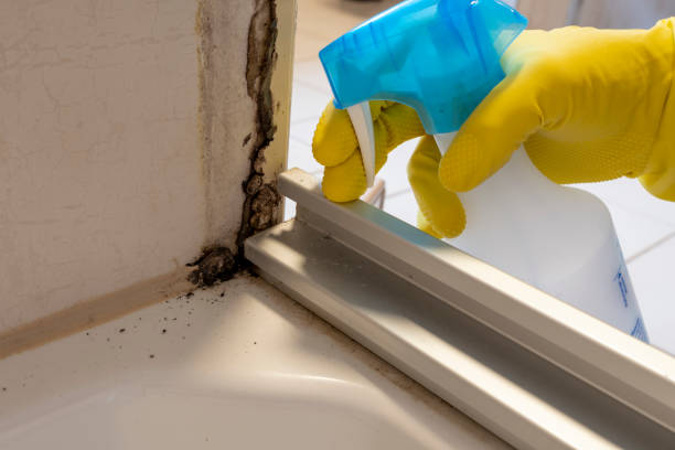 Best Mold Cleaning Services  in Ashland, NJ