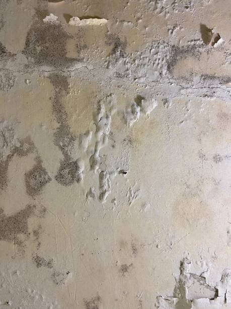 Reliable Ashland, NJ Mold Removal Solutions