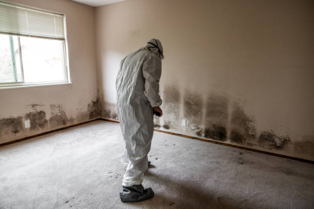 Best Toxic Mold Removal  in Ashland, NJ