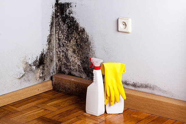 Best Mold Testing  in Ashland, NJ