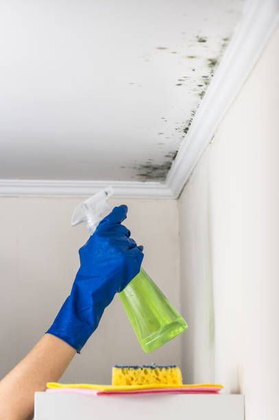Best Mold Remediation Services  in Ashland, NJ