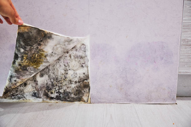 Best Black Mold Removal  in Ashland, NJ